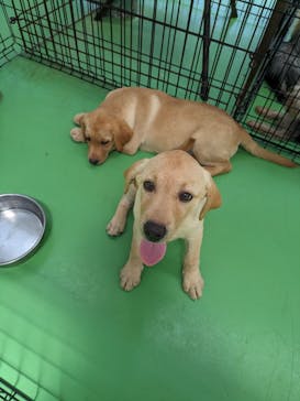 つくばわんわんランドに投稿された画像（2024/6/15）