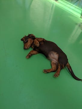 つくばわんわんランドに投稿された画像（2024/6/15）