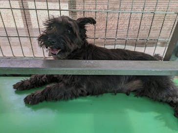 つくばわんわんランドに投稿された画像（2024/6/15）