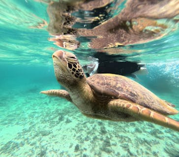 nico 宮古島に投稿された画像（2024/6/15）