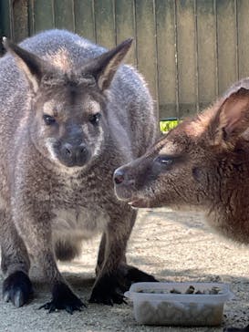 宇都宮動物園に投稿された画像（2024/6/15）