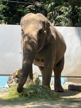 宇都宮動物園に投稿された画像（2024/6/15）