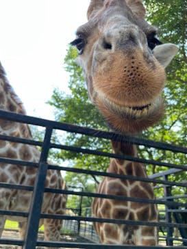 宇都宮動物園に投稿された画像（2024/6/15）
