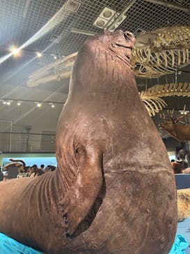 特別展「大哺乳類展３－わけてつなげて大行進」に投稿された画像（2024/6/15）
