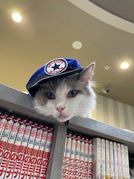 猫カフェモカ　立川店に投稿された画像（2024/6/15）