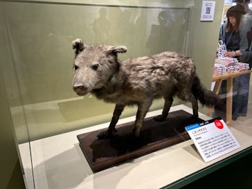 特別展「大哺乳類展３－わけてつなげて大行進」に投稿された画像（2024/6/15）