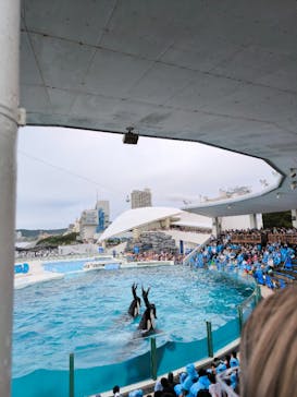 鴨川シーワールドに投稿された画像（2024/6/15）