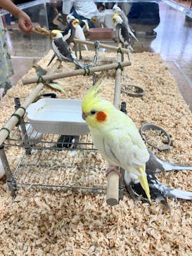 いきもの探検隊上尾に投稿された画像（2024/6/15）