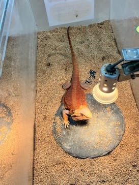 いきもの探検隊上尾に投稿された画像（2024/6/15）