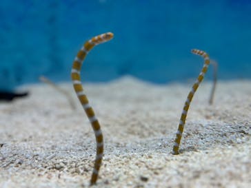 大分マリーンパレス水族館 「うみたまご」に投稿された画像（2024/6/15）