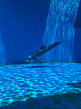 上越市立水族博物館 うみがたりに投稿された画像（2024/6/15）