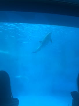 名古屋港水族館に投稿された画像（2024/6/15）