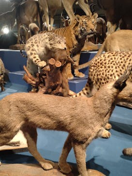 特別展「大哺乳類展３－わけてつなげて大行進」に投稿された画像（2024/6/15）