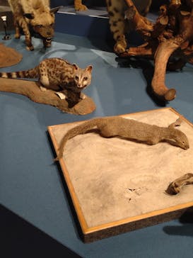 特別展「大哺乳類展３－わけてつなげて大行進」に投稿された画像（2024/6/15）