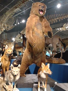 特別展「大哺乳類展３－わけてつなげて大行進」に投稿された画像（2024/6/15）