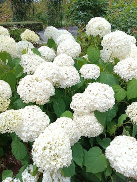 浜名湖花博2024に投稿された画像（2024/6/15）