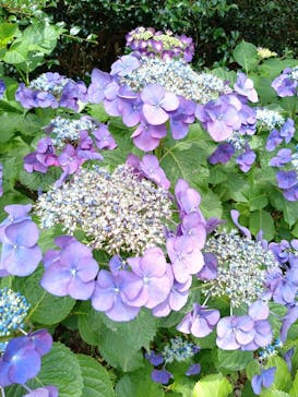 浜名湖花博2024に投稿された画像（2024/6/15）