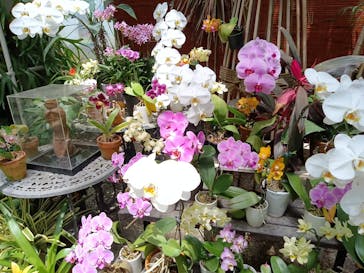 浜名湖花博2024に投稿された画像（2024/6/15）