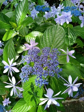 浜名湖花博2024に投稿された画像（2024/6/15）