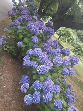 浜名湖花博2024に投稿された画像（2024/6/15）