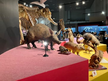 特別展「大哺乳類展３－わけてつなげて大行進」に投稿された画像（2024/6/15）