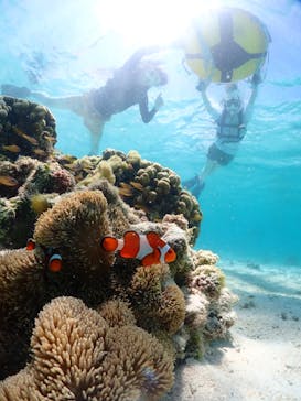 初心者専門宮古島シュノーケリングツアーに投稿された画像（2024/6/15）