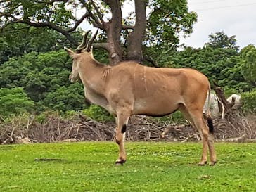 よこはま動物園ズーラシアに投稿された画像（2024/6/15）