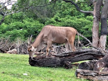 よこはま動物園ズーラシアに投稿された画像（2024/6/15）