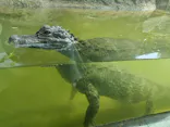 天王寺動物園に投稿された画像（2024/6/15）