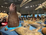 特別展「大哺乳類展３－わけてつなげて大行進」に投稿された画像（2024/6/15）