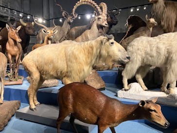 特別展「大哺乳類展３－わけてつなげて大行進」に投稿された画像（2024/6/15）