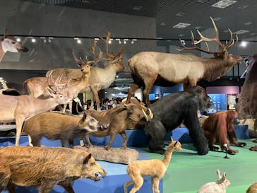 特別展「大哺乳類展３－わけてつなげて大行進」に投稿された画像（2024/6/15）