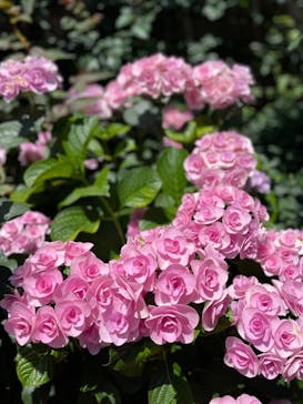 横浜イングリッシュガーデンに投稿された画像（2024/6/15）