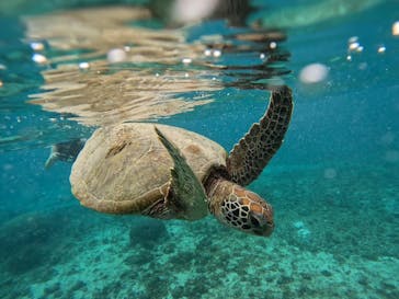 宮古島 ADVENTURE PiPi（ミヤコジマ アドベンチャー ピピ）に投稿された画像（2024/6/15）