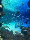 サンシャイン水族館に投稿された画像（2024/6/15）