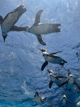 サンシャイン水族館に投稿された画像（2024/6/15）