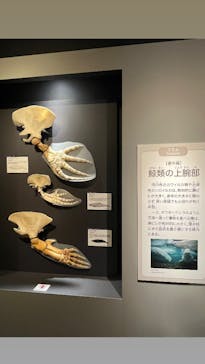 特別展「大哺乳類展３－わけてつなげて大行進」に投稿された画像（2024/6/15）