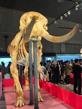 特別展「大哺乳類展３－わけてつなげて大行進」に投稿された画像（2024/6/15）
