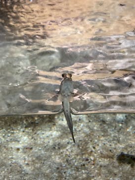 竹島水族館に投稿された画像（2024/6/15）