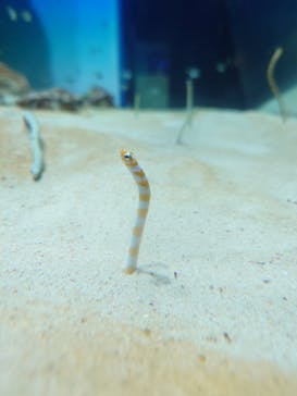 アクアワールド茨城県大洗水族館に投稿された画像（2024/6/15）