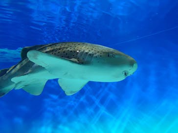 アクアワールド茨城県大洗水族館に投稿された画像（2024/6/15）