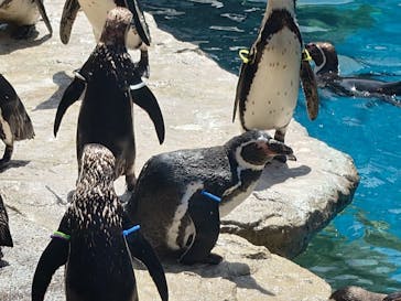 アクアワールド茨城県大洗水族館に投稿された画像（2024/6/15）