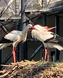 天王寺動物園に投稿された画像（2024/6/15）