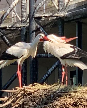 天王寺動物園に投稿された画像（2024/6/15）