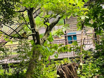 日本モンキーパークに投稿された画像（2024/6/15）