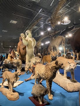 特別展「大哺乳類展３－わけてつなげて大行進」に投稿された画像（2024/6/15）