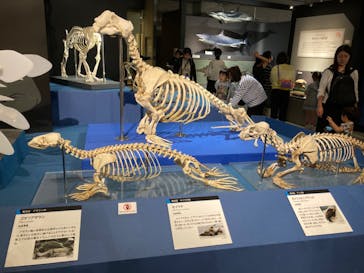 特別展「大哺乳類展３－わけてつなげて大行進」に投稿された画像（2024/6/15）