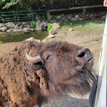 那須サファリパークに投稿された画像（2024/6/15）