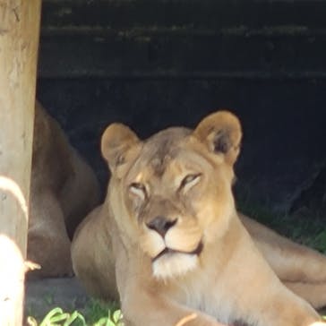 那須サファリパークに投稿された画像（2024/6/15）