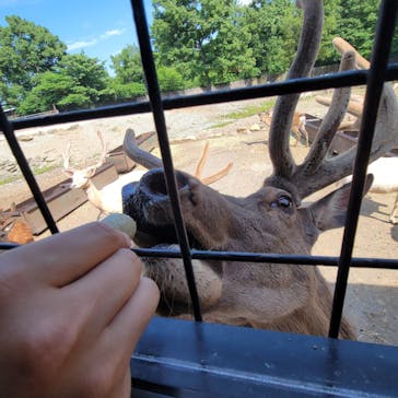 那須サファリパークに投稿された画像（2024/6/15）